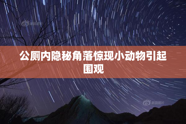 公厕内隐秘角落惊现小动物引起围观