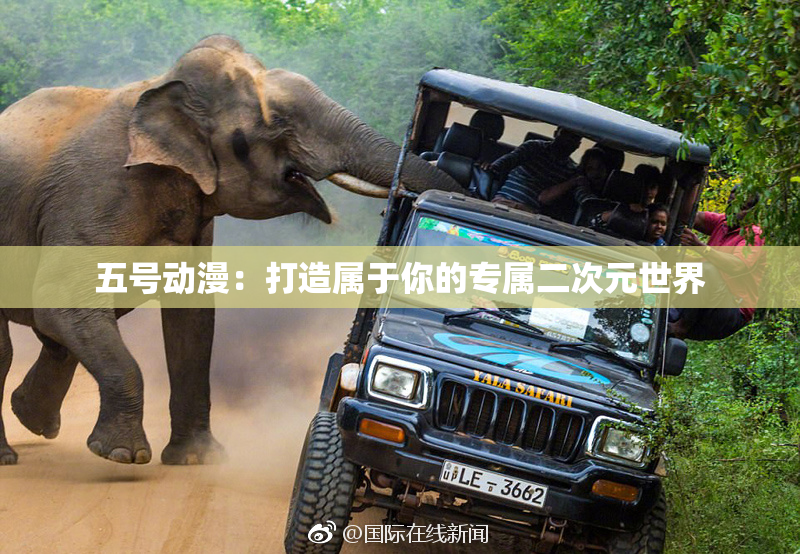五号动漫：打造属于你的专属二次元世界