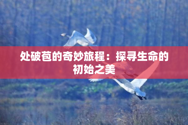 处破苞的奇妙旅程：探寻生命的初始之美