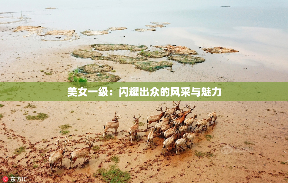 美女一级：闪耀出众的风采与魅力