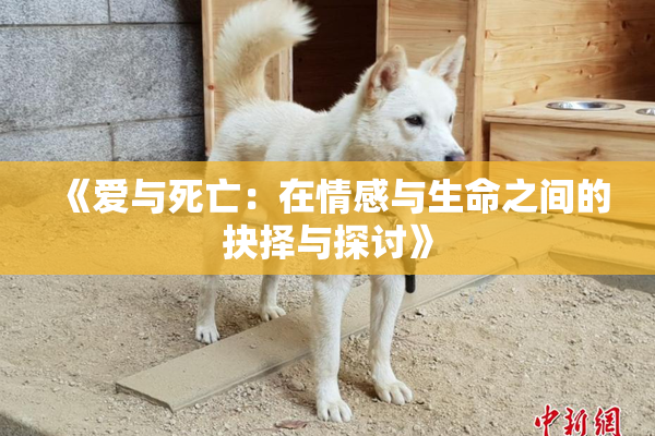《爱与死亡：在情感与生命之间的抉择与探讨》