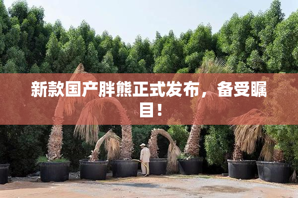 新款国产胖熊正式发布，备受瞩目！