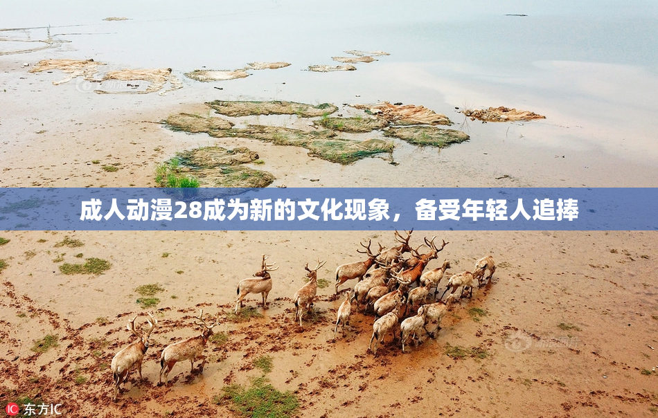 成人动漫28成为新的文化现象，备受年轻人追捧