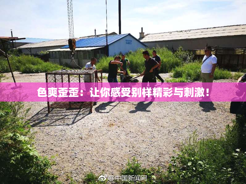 色爽歪歪：让你感受别样精彩与刺激！