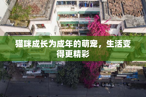 猫咪成长为成年的萌宠，生活变得更精彩
