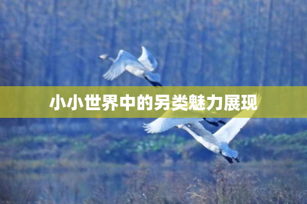 小小世界中的另类魅力展现