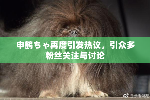 申鹤ちゃ再度引发热议，引众多粉丝关注与讨论
