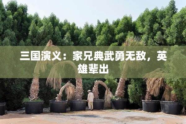 三国演义：家兄典武勇无敌，英雄辈出