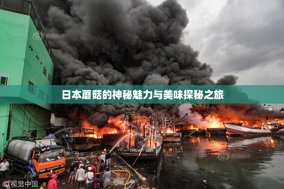 日本蘑菇的神秘魅力与美味探秘之旅