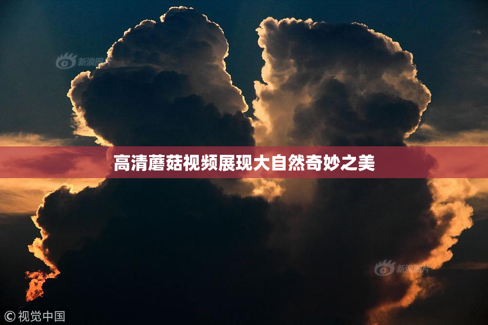 高清蘑菇视频展现大自然奇妙之美