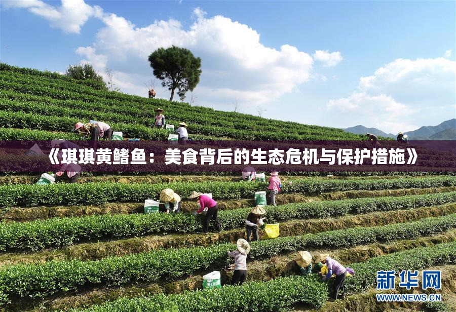 《琪琪黄鳍鱼：美食背后的生态危机与保护措施》