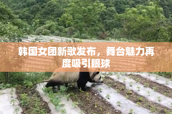 韩国女团新歌发布，舞台魅力再度吸引眼球