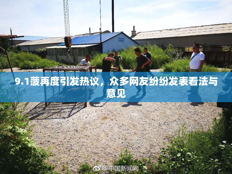 9.1菠再度引发热议，众多网友纷纷发表看法与意见