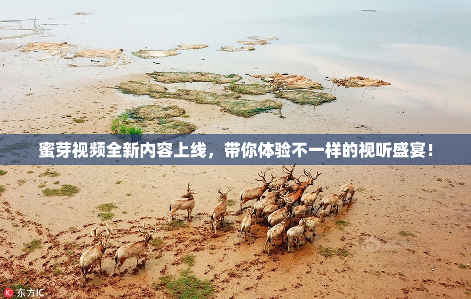 蜜芽视频全新内容上线，带你体验不一样的视听盛宴！