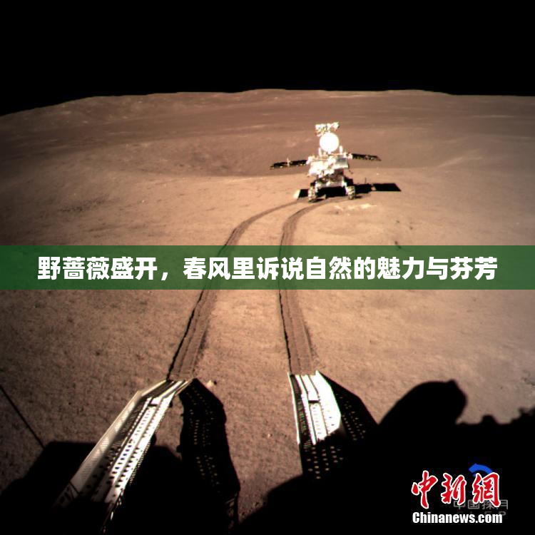 野蔷薇盛开，春风里诉说自然的魅力与芬芳
