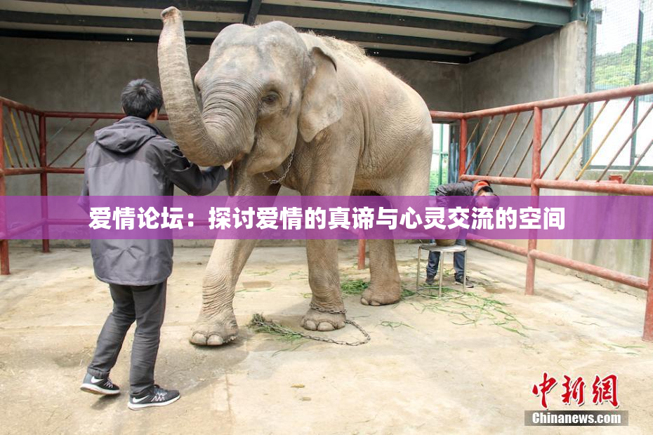 爱情论坛：探讨爱情的真谛与心灵交流的空间