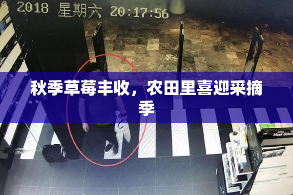 秋季草莓丰收，农田里喜迎采摘季