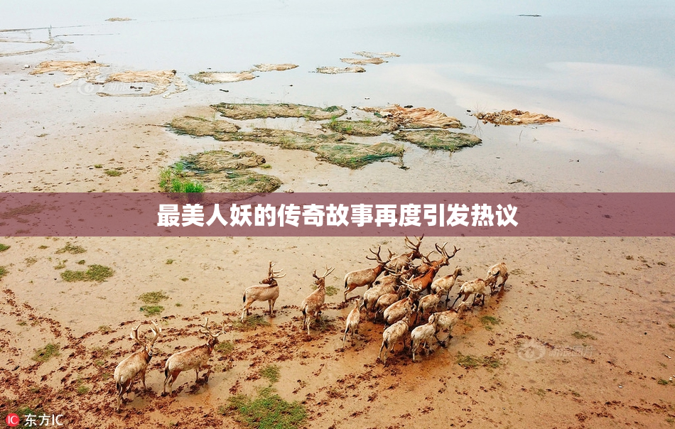 最美人妖的传奇故事再度引发热议