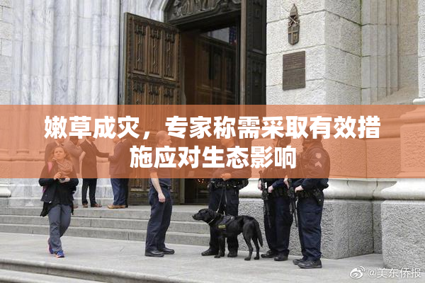 嫩草成灾，专家称需采取有效措施应对生态影响