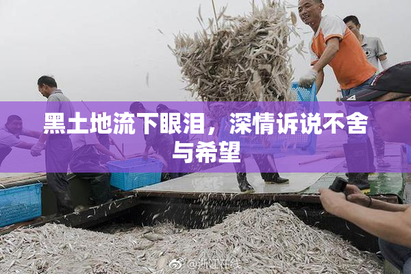 黑土地流下眼泪，深情诉说不舍与希望
