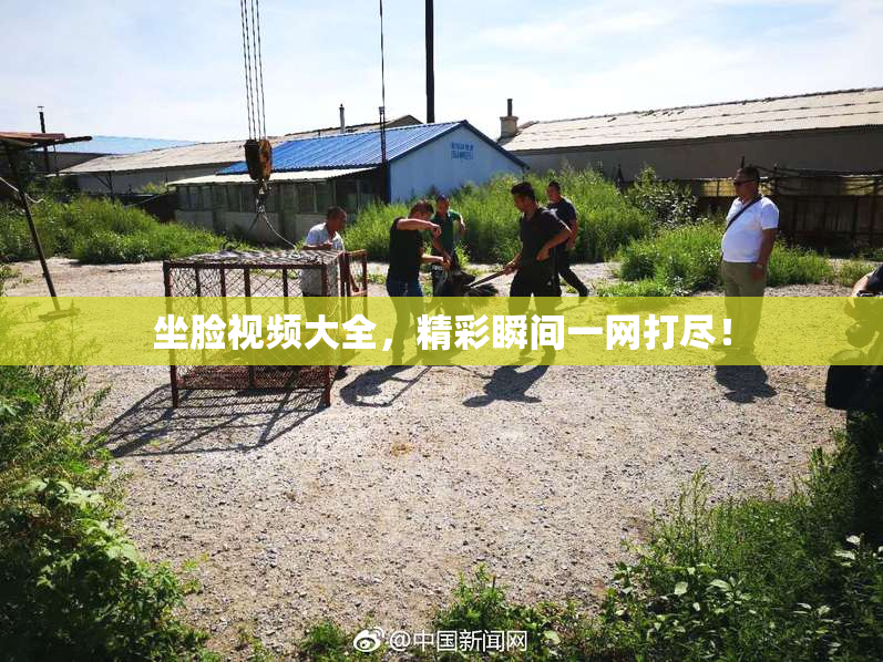 坐脸视频大全，精彩瞬间一网打尽！