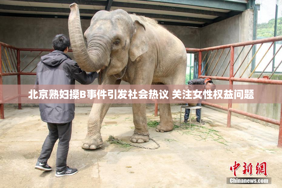 北京熟妇搡B事件引发社会热议 关注女性权益问题