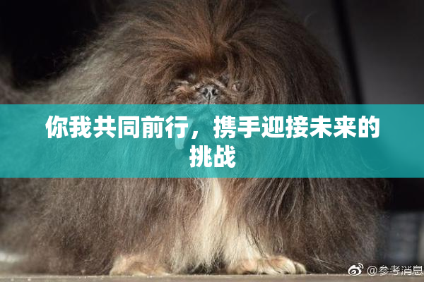 你我共同前行，携手迎接未来的挑战