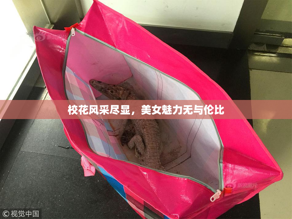 校花风采尽显，美女魅力无与伦比