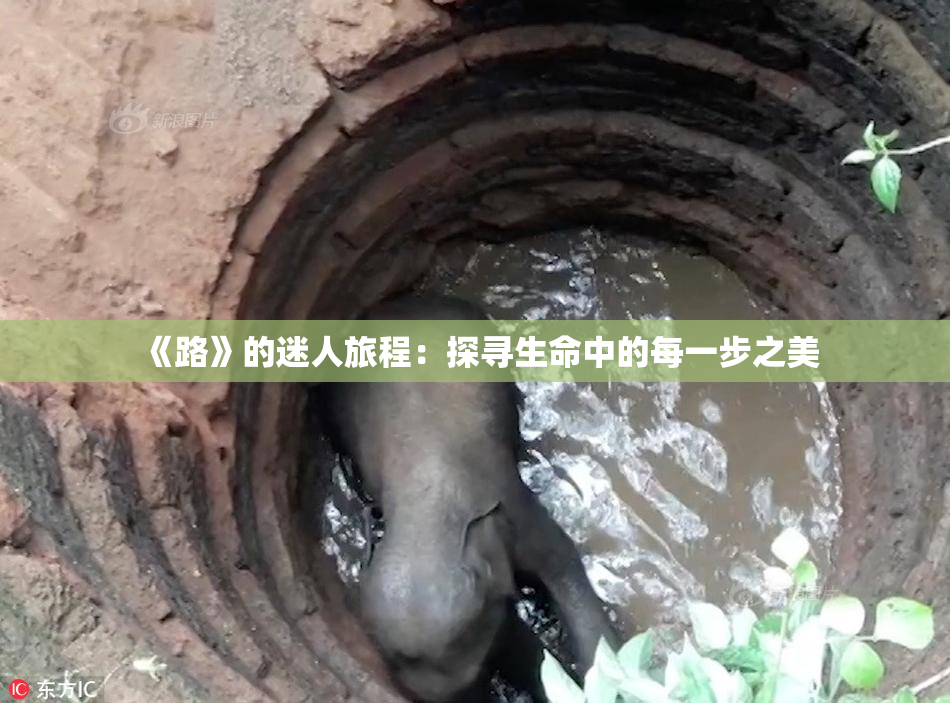 《路》的迷人旅程：探寻生命中的每一步之美
