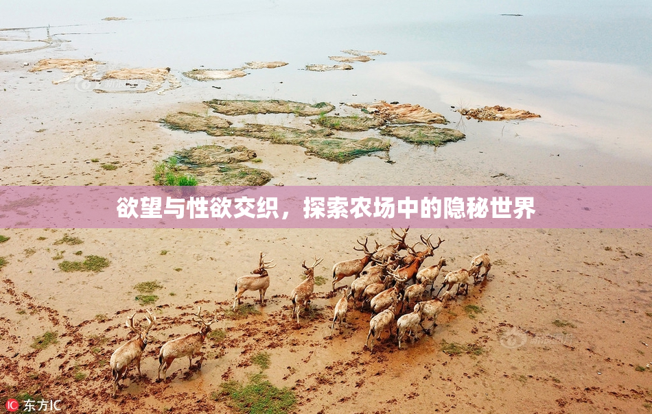 欲望与性欲交织，探索农场中的隐秘世界