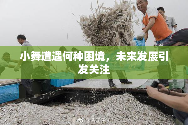 小舞遭遇何种困境，未来发展引发关注