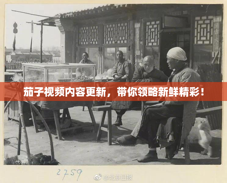 茄子视频内容更新，带你领略新鲜精彩！