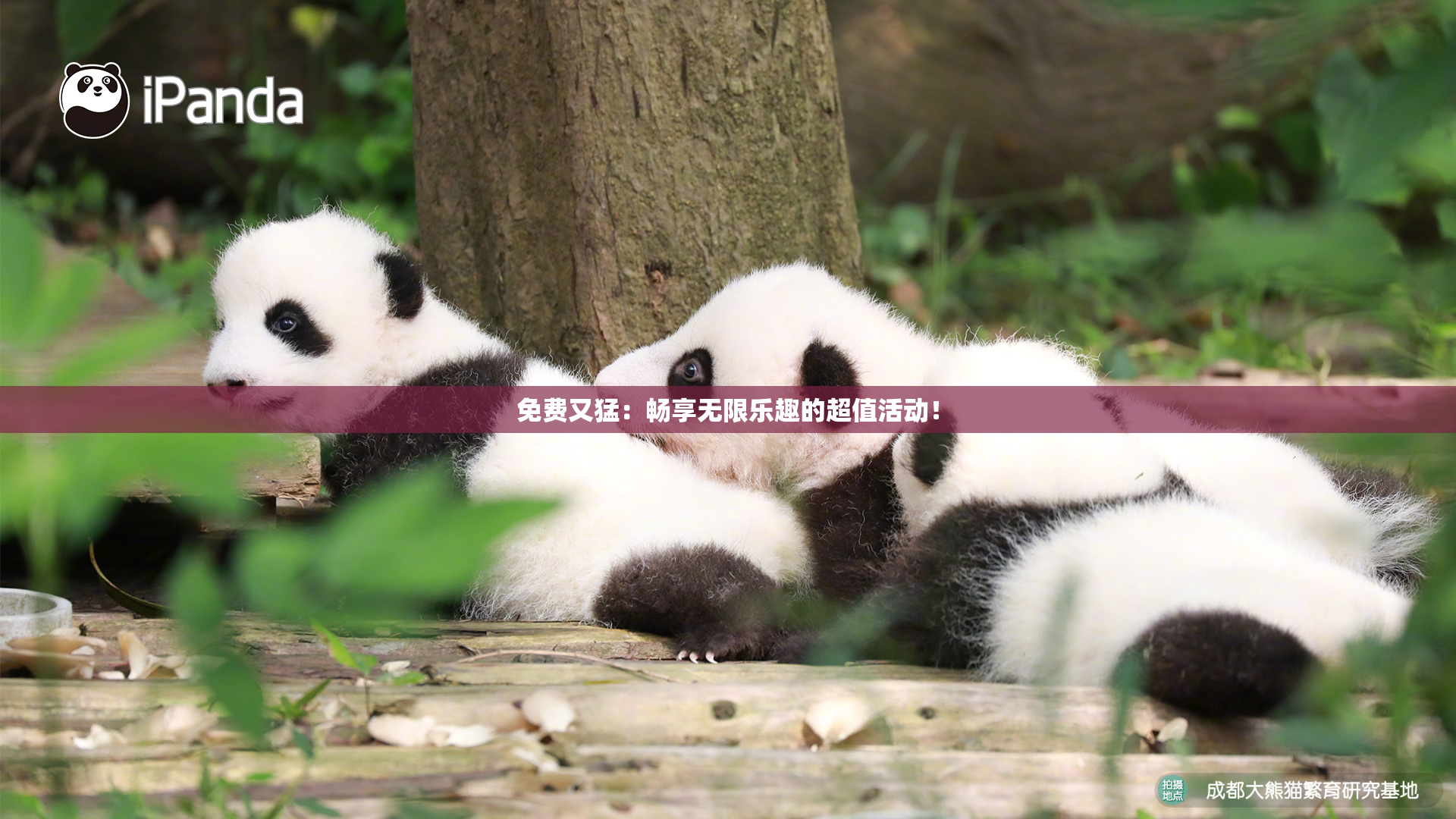 免费又猛：畅享无限乐趣的超值活动！