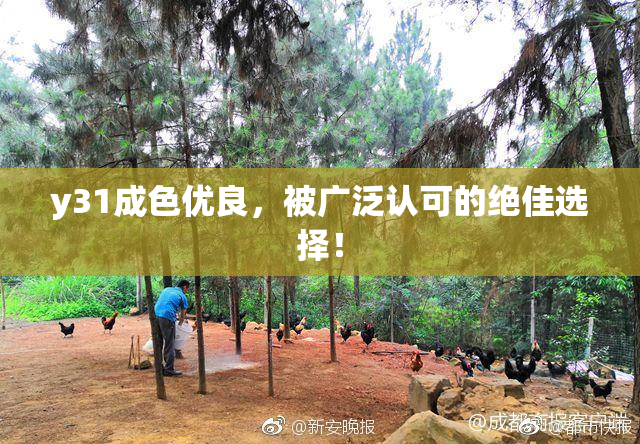 y31成色优良，被广泛认可的绝佳选择！