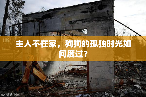 主人不在家，狗狗的孤独时光如何度过？