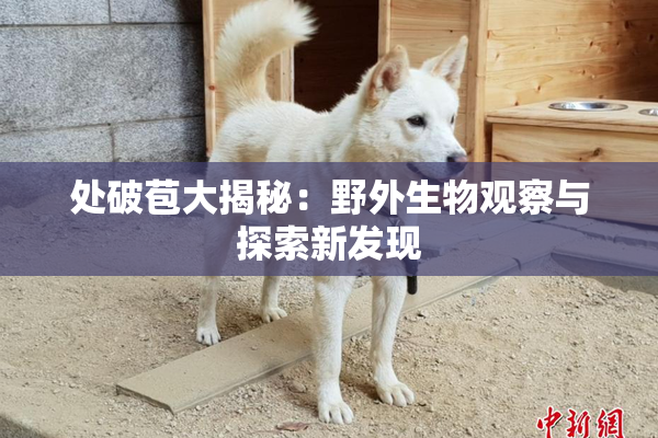 处破苞大揭秘：野外生物观察与探索新发现