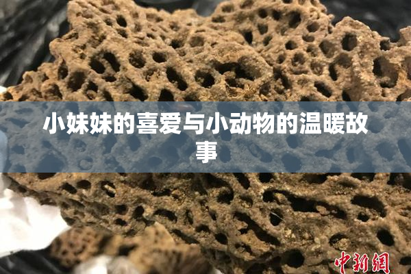 小妹妹的喜爱与小动物的温暖故事