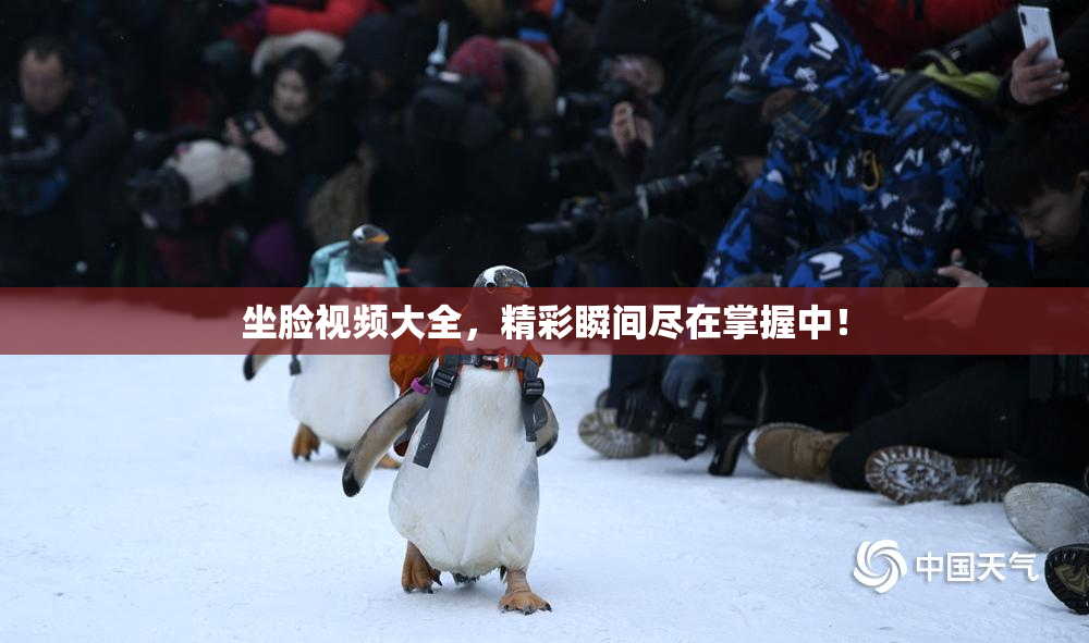 坐脸视频大全，精彩瞬间尽在掌握中！