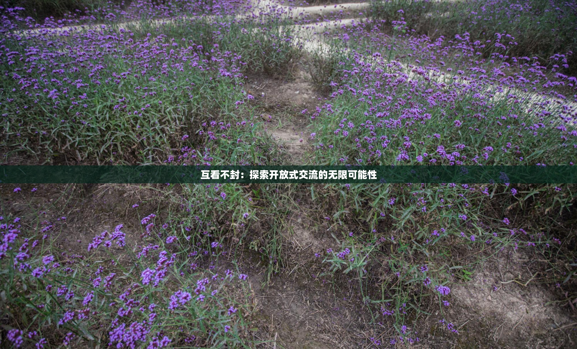 互看不封：探索开放式交流的无限可能性