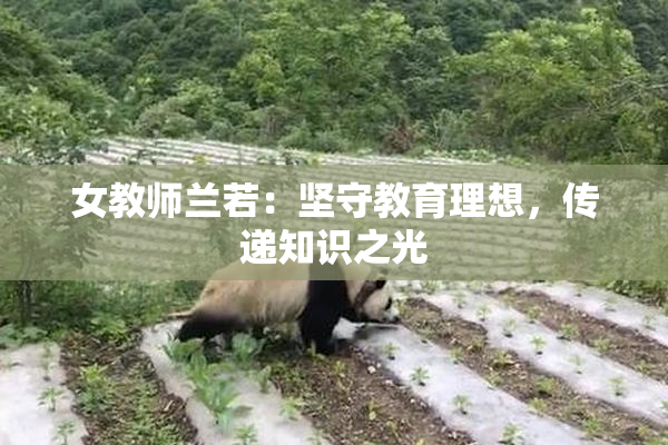 女教师兰若：坚守教育理想，传递知识之光