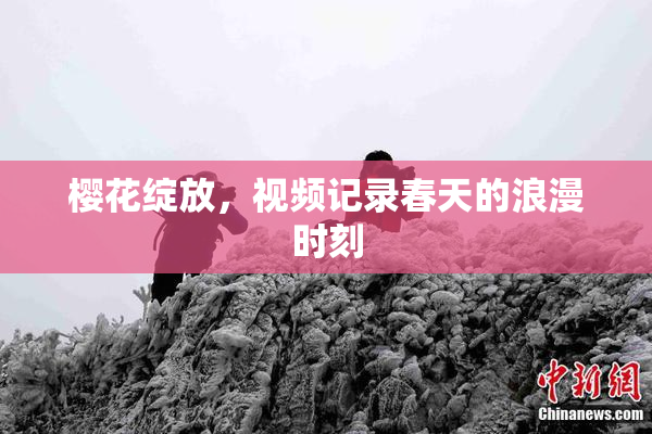 樱花绽放，视频记录春天的浪漫时刻