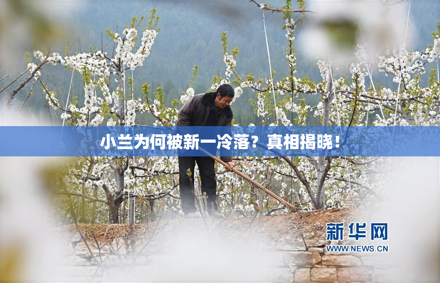 小兰为何被新一冷落？真相揭晓！