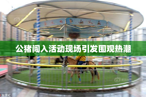 公猪闯入活动现场引发围观热潮