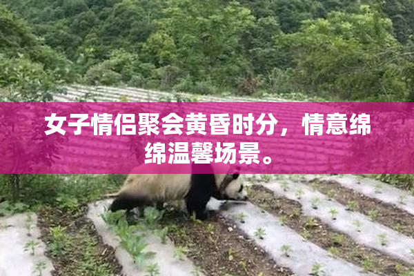 女子情侣聚会黄昏时分，情意绵绵温馨场景。