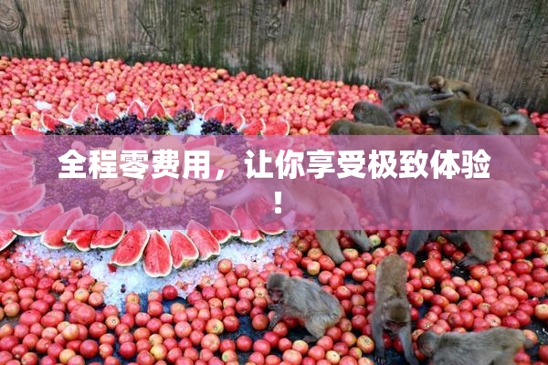 全程零费用，让你享受极致体验！
