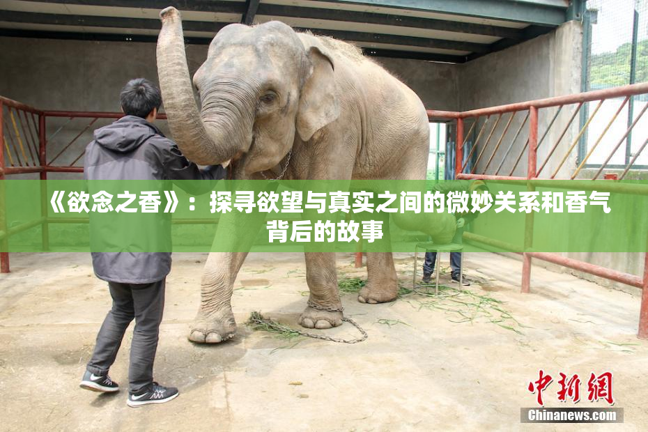 《欲念之香》：探寻欲望与真实之间的微妙关系和香气背后的故事