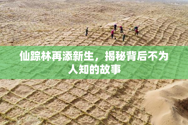 仙踪林再添新生，揭秘背后不为人知的故事