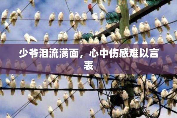 少爷泪流满面，心中伤感难以言表