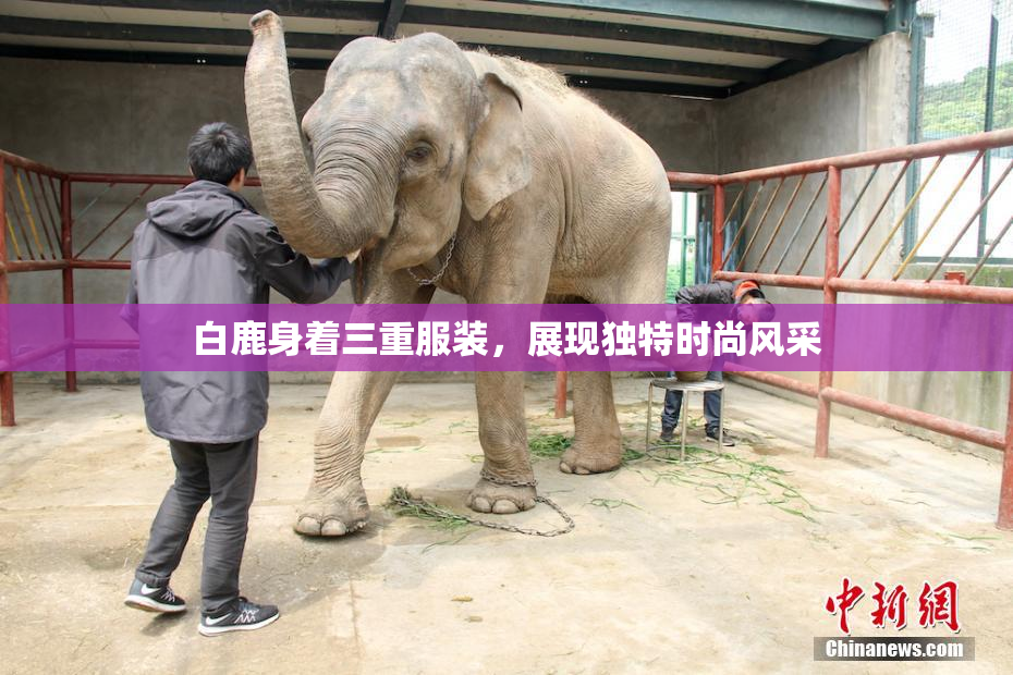 白鹿身着三重服装，展现独特时尚风采