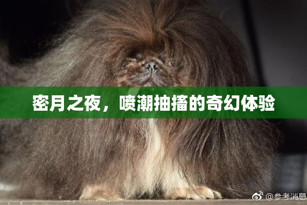 密月之夜，喷潮抽搐的奇幻体验
